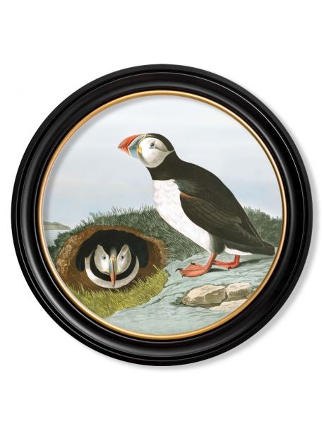 C.1838 AUDUBON'S PUFFIN in Round Frame