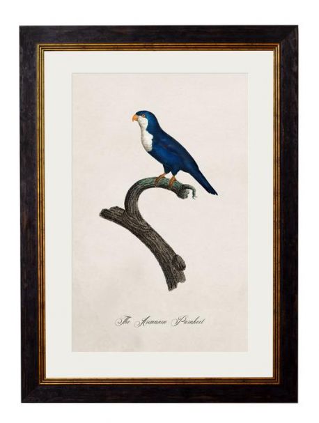 C.1809 ARIMANON PARAKEET Framed Print