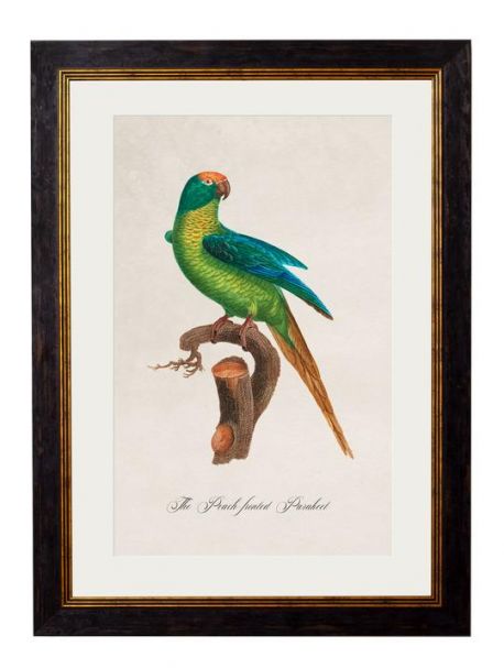 C.1809 PEACH FRONTED PARAKEET Framed Print