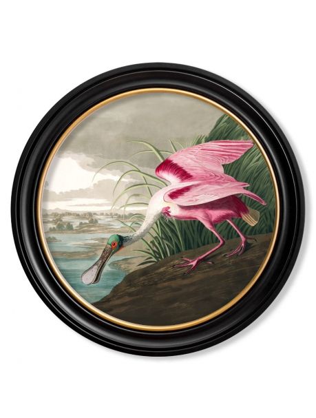 C.1838 ROSEATE SPOONBILL in Round Frame