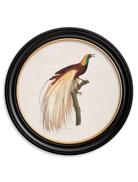 C. 1809 BIRD OF PARADISE Left in Round Frame