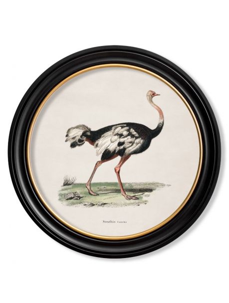 C.1846 OSTRICH in Round Frame