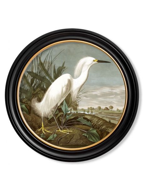 C.1838 AUDUBON'S WHITE HERON in Round Frame