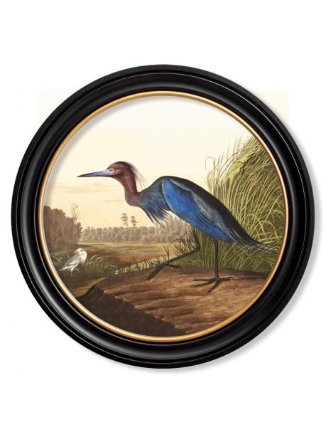 C.1838 AUDUBON'S BLUE HERON in Round Frame