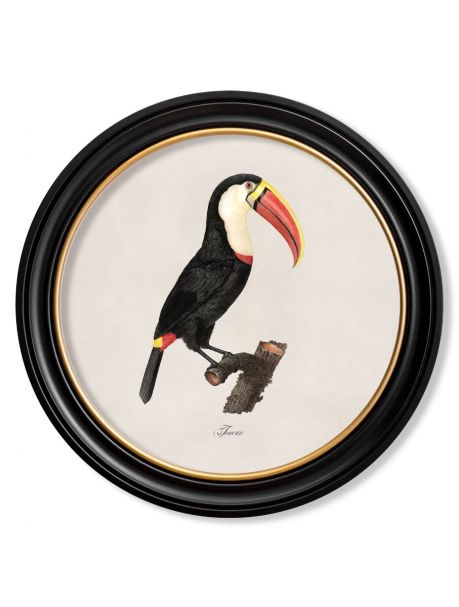 C. 1809 TOUCAN Facing Right in Round Frame