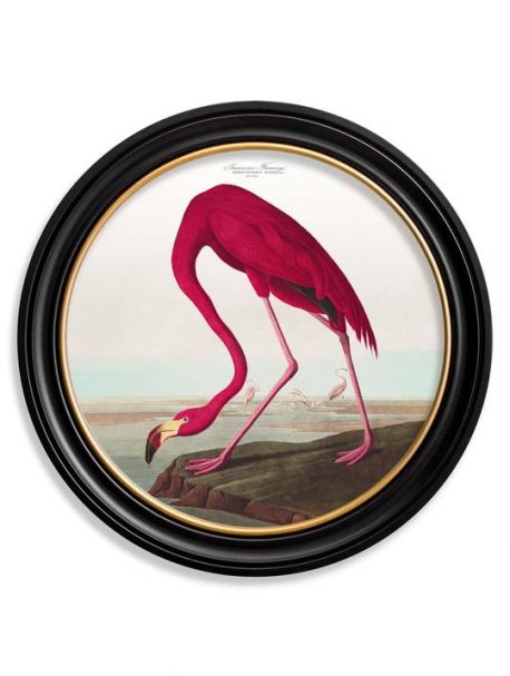 C.1838 AMERICAN FLAMINGO in Round Fame