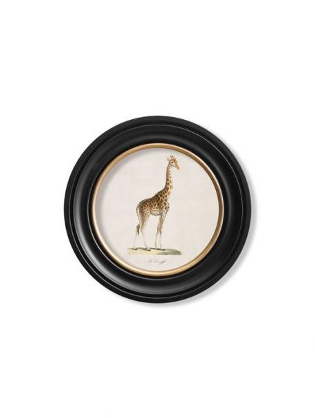 c. 1836 GIRAFFE in Round Frame