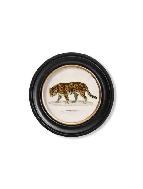 C. 1836 JAGUAR in Round Frame