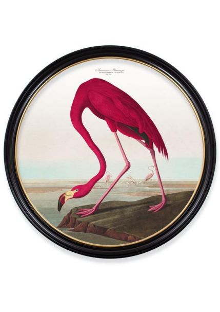 C.1838 AMERICAN FLAMINGO in XL Round Fame