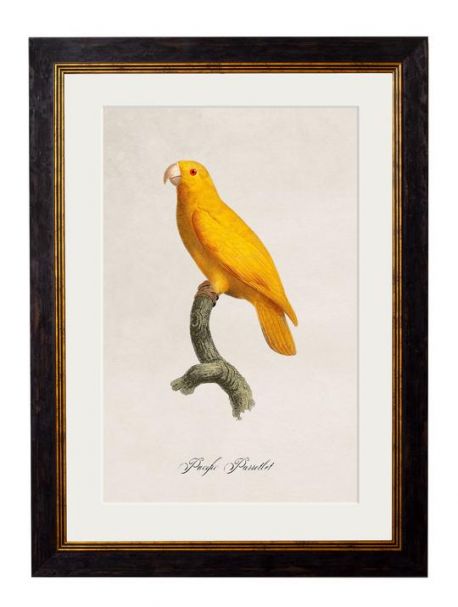 C.1809 PACIFIC PARROTLET Framed Print