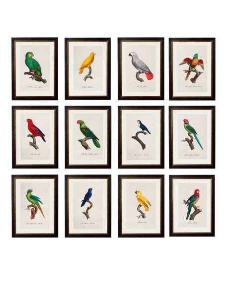 C.1800'S COLLECTION OF PARROTS Framed Prints - set of 12