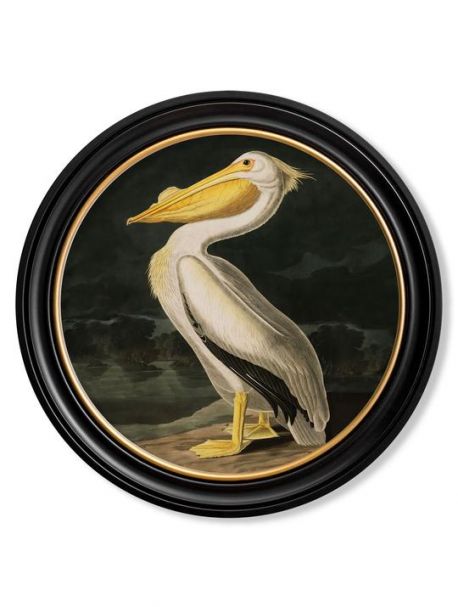 C.1838 AMERICAN PELICAN in Round Frame