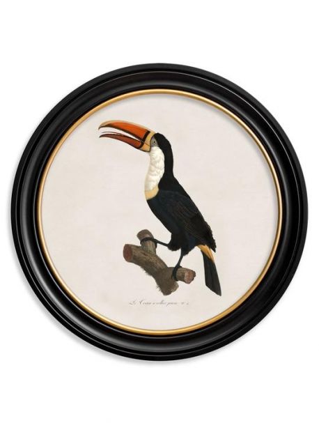 C. 1809 TOUCAN Facing Left in Round Frame