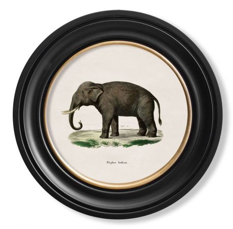 C. 1846 INDIAN ELEPHANT in Round Fame