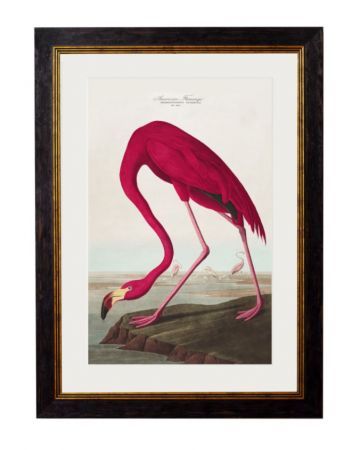 C.1838 AMERICAN FLAMINGO Framed Print