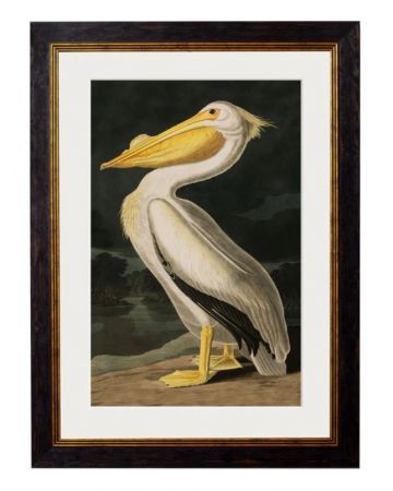 C.1838 AMERICAN PELICAN Framed Print